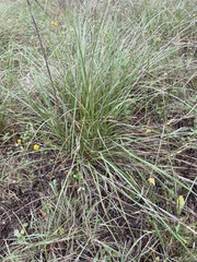 Nassella leucotricha