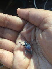 Polyclaeis equestris