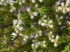 Erica spectabilis