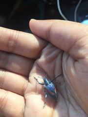 Polyclaeis equestris