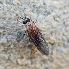 Axymyia furcata
