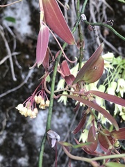 Smilax elongatoumbellata