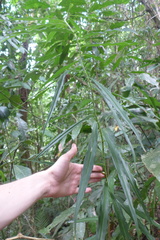Costus stenophyllus image