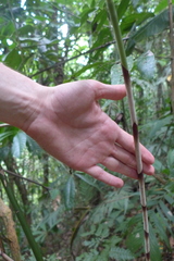 Costus stenophyllus