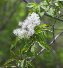 Fraxinus sieboldiana