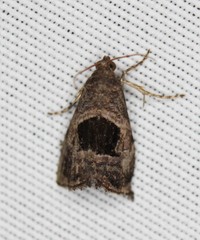 Tripudia rectangula