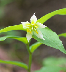 Disporum smilacinum