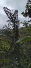 Wettinia microcarpa
