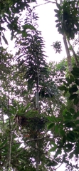 Wettinia microcarpa