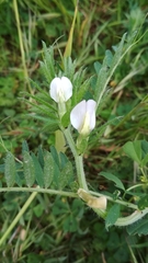 Vicia lutea