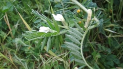Vicia lutea