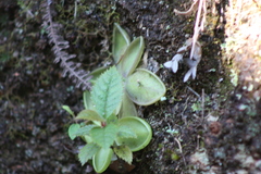Pinguicula moranensis