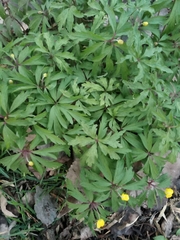 Anemonoides ranunculoides