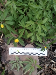 Anemonoides ranunculoides