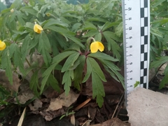 Anemonoides ranunculoides