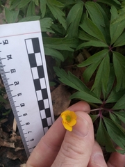 Anemonoides ranunculoides