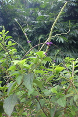 Stachytarpheta frantzii