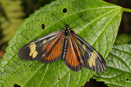 Actinote discrepans