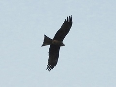 Milvus migrans govinda