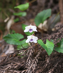 Viola sieboldii