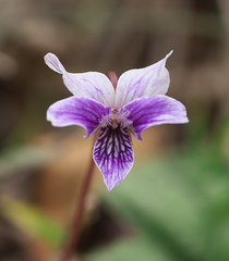 Viola sieboldii