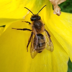 Andrena