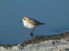 Charadrius alticola