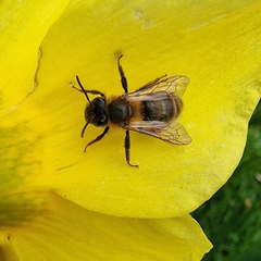 Andrena