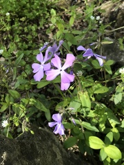 Phlox divaricata divaricata