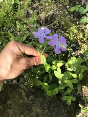 Phlox divaricata divaricata