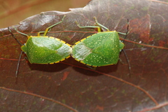 Chinavia pallidoconspersa