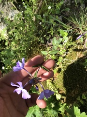 Phlox divaricata divaricata