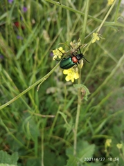 Coleoptera