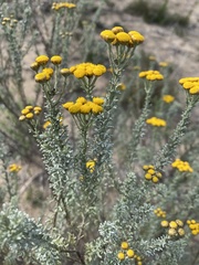 Pentzia trifida