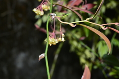 Smilax elongatoumbellata