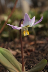 Erythronium krylovii