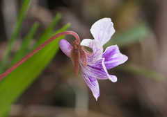 Viola sieboldii