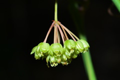 Smilax elongatoumbellata