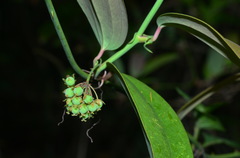 Smilax elongatoumbellata