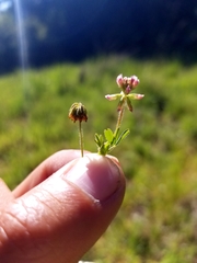 Trifolium bifidum