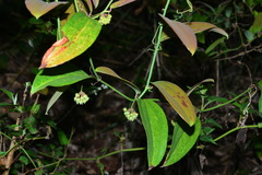 Smilax elongatoumbellata