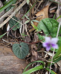 Viola sieboldii