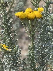Pentzia trifida