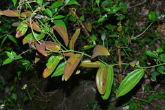 Smilax elongatoumbellata