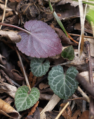 Viola sieboldii