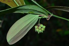 Smilax elongatoumbellata