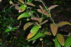 Smilax elongatoumbellata