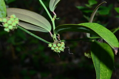 Smilax elongatoumbellata