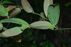Smilax elongatoumbellata