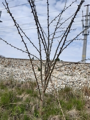 Robinia pseudoacacia
